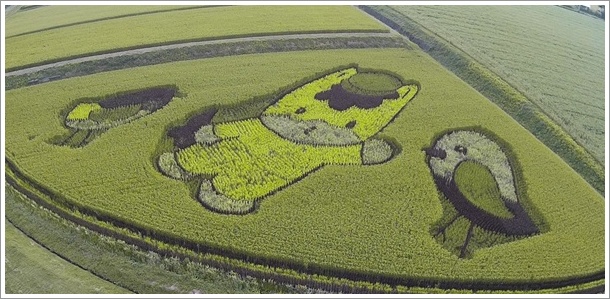 高山村の田んぼアート